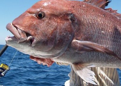 Charter de pesca en Alicante